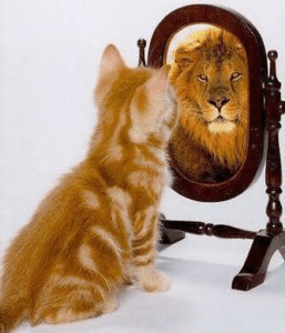 cat-mirror