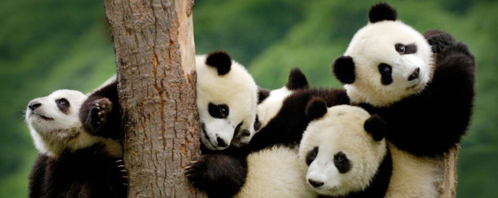panda-bears